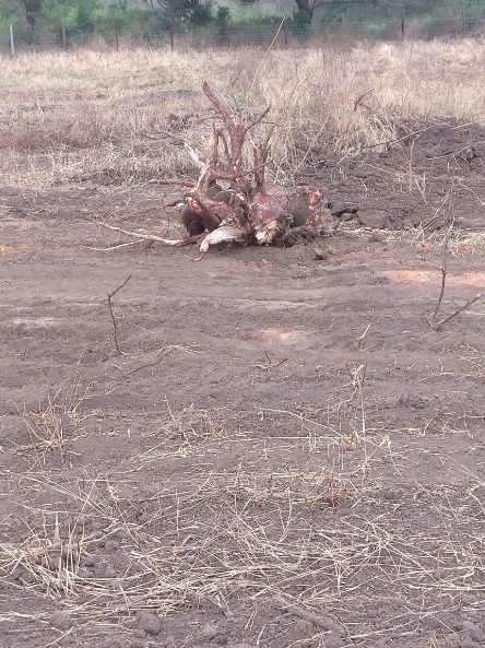 Land Clearance